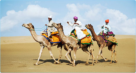 Camel Safari Desert