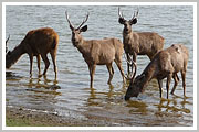 Ranthambhore National Park