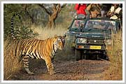 Ranthambore tiger safari