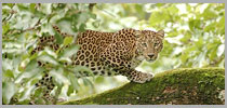 Best of Southern Jungle