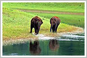 Periyar