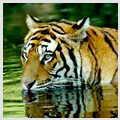 Corbett National Park