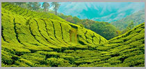 Kerala Special