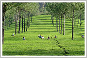 Munnar