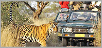 Ranthambore Tiger Safari