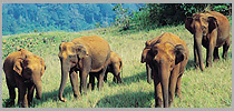 Splendors Of Kerala