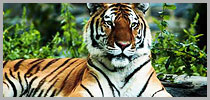 india Adventure & Wildlife Tour 